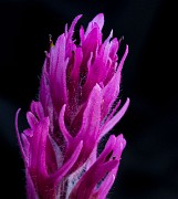 Castilleja parviflora olympica - Olympic Paintbrush 14-5180